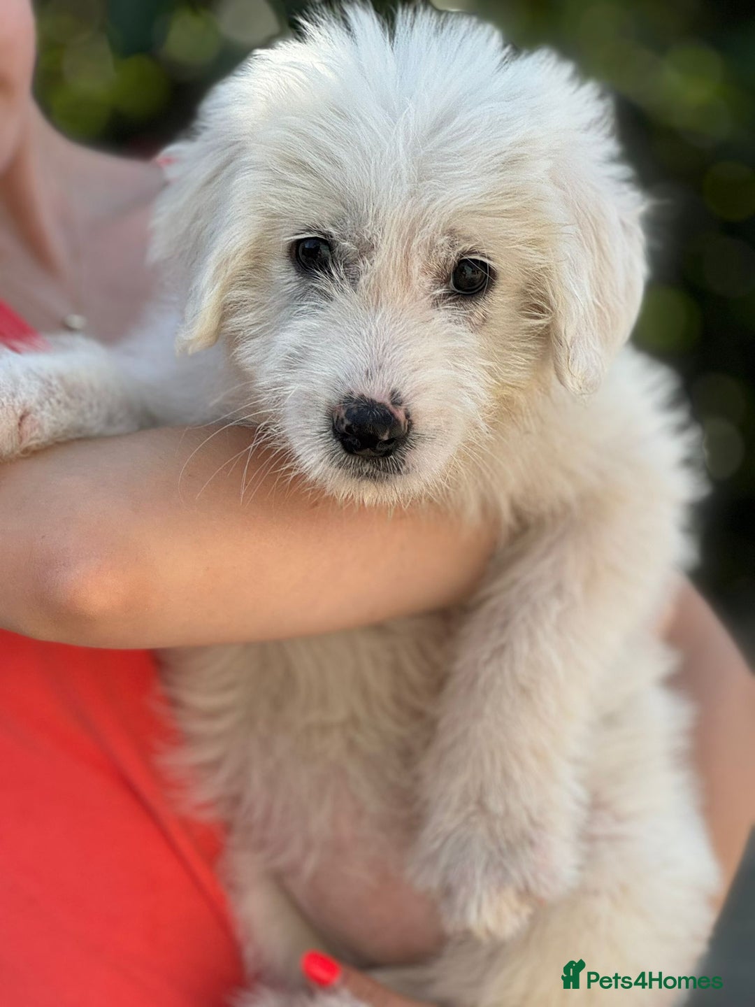 Mixed Breed dogs for adoption: Meet JOJO - a superb big girl, for a Loving Home - Image 9