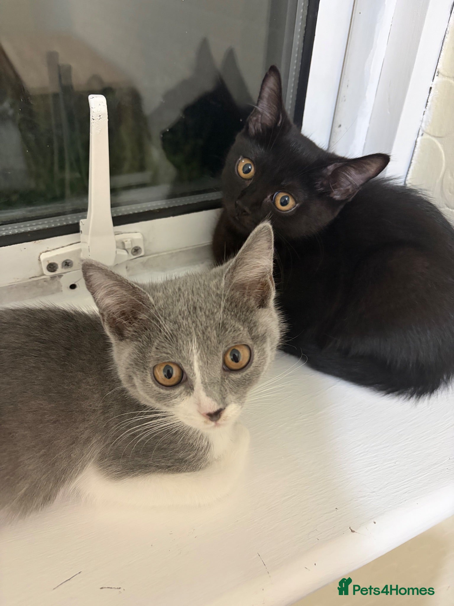 Mixed Breed cats Kittens for Rehoming  - Advert 1