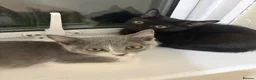 Mixed Breed cats for sale: Kittens for Rehoming  in Chelmsford - Advert 1