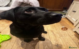 Labrador Retriever dogs for sale: English yellow Labradors  - Image 23