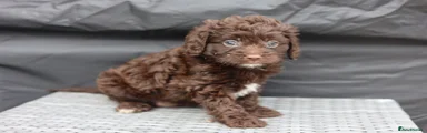 SOLD Cavapoo 2