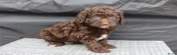 Cavapoo dogs for sale: F1 rare chocolate/choc Merle Cavapoo pups - Advert 17