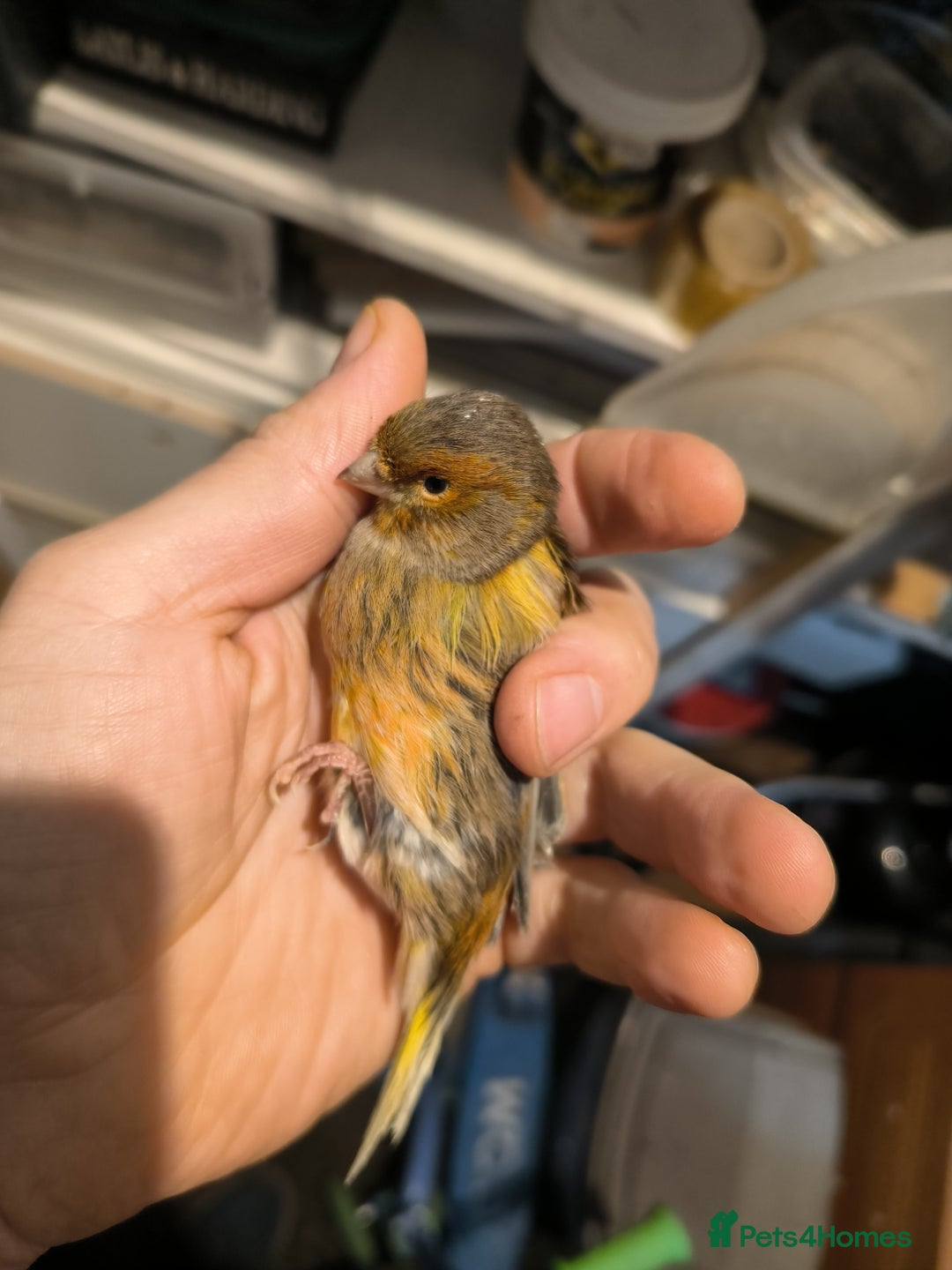 Canaries birds for sale: 5 beautiful 2025 canaries  - Advert 14