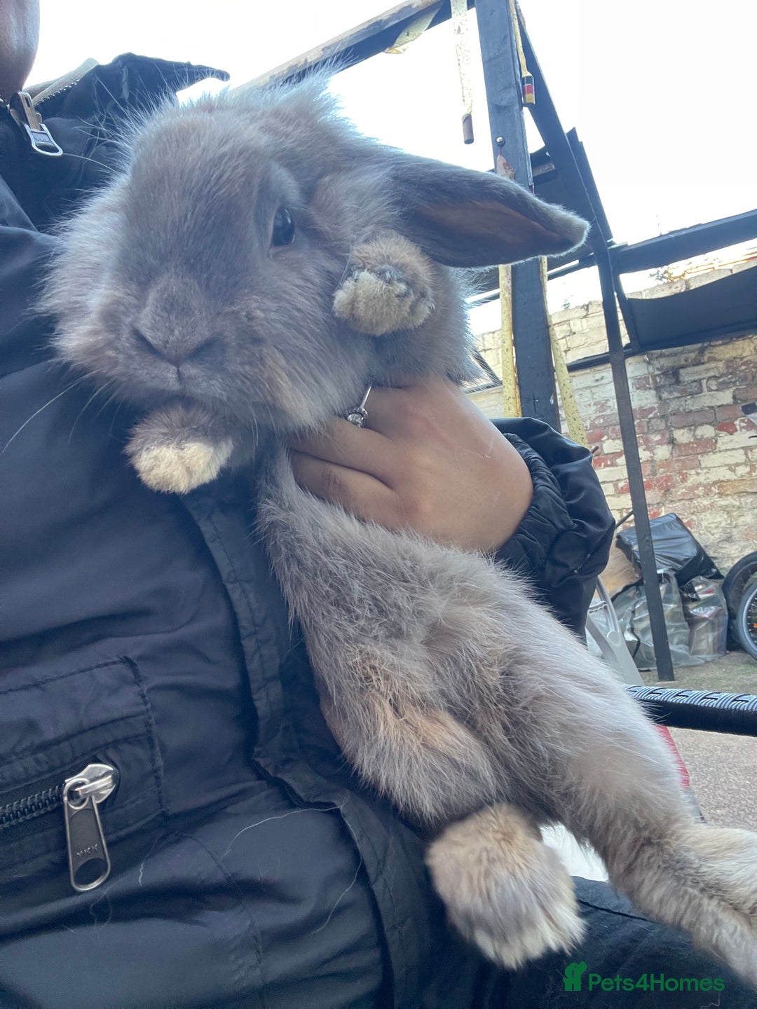 Mini Lion Lop rabbits for sale: Last boy looking for a home  - Image 2