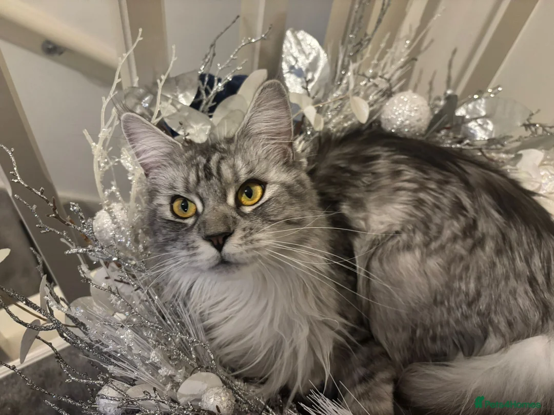 Maine Coon cats for sale: TICA Reg 14 Month old Maine Coon female - Advert 9