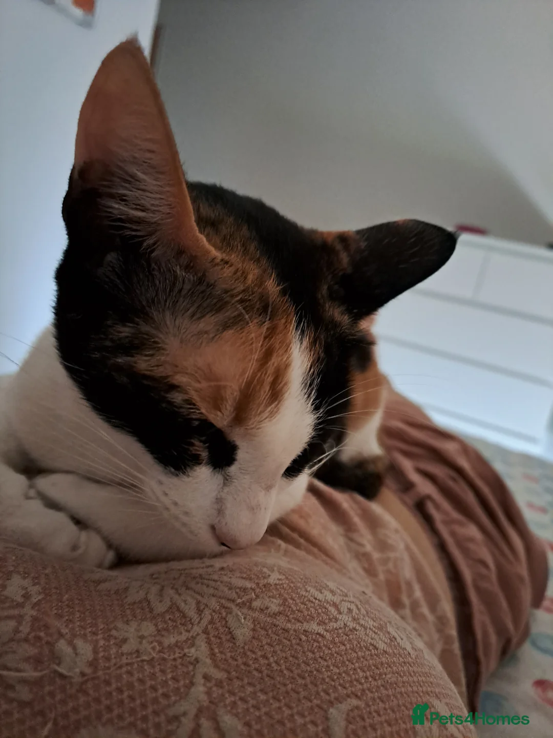 Mixed Breed cats for adoption: Suzie - the sweet and crazy little monkey in London - Advert 7