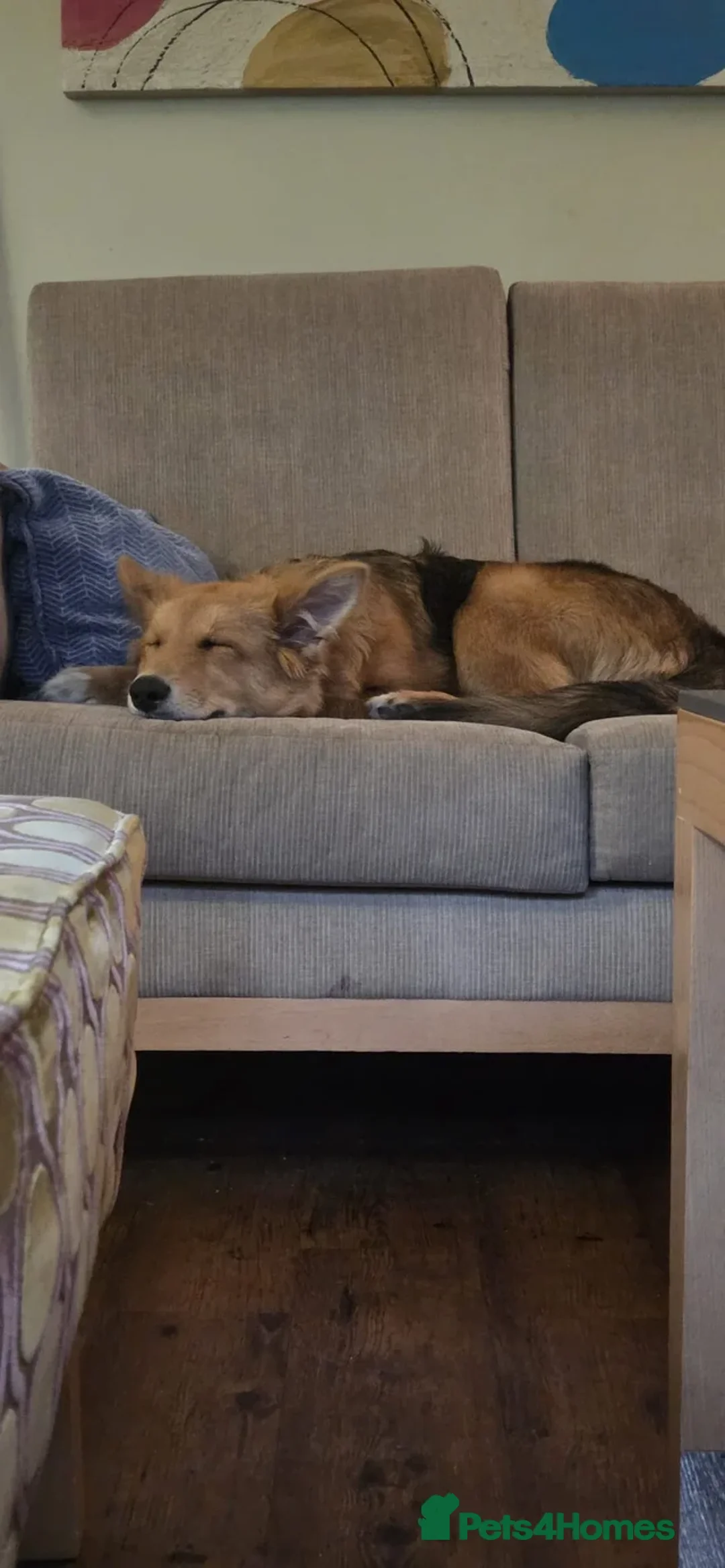 Mixed Breed dogs for sale: Zelda - Shepsky/Shollie - Advert 15