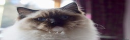 Ragdoll cats for sale: Pedigree Adult Ragdolls  - Advert 23