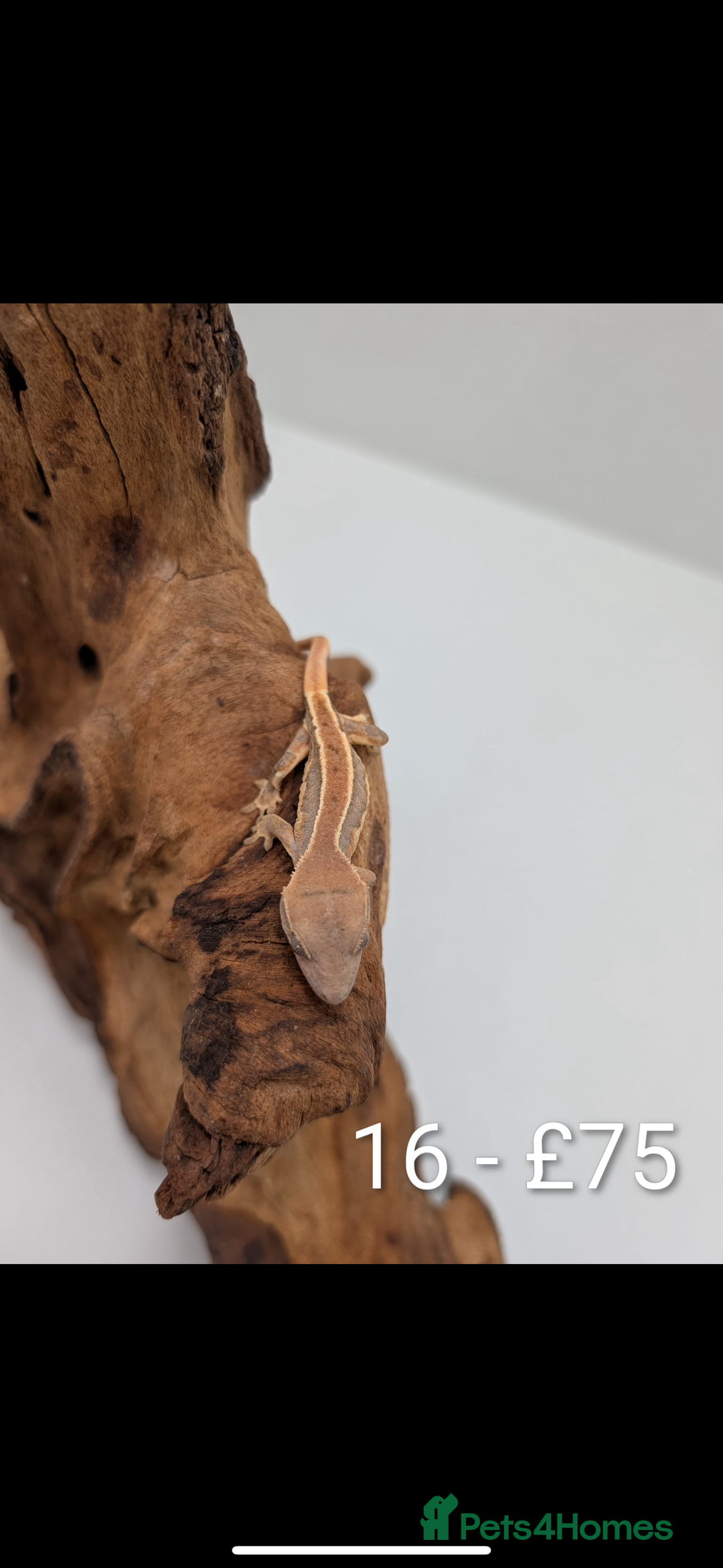 Gecko reptiles for sale: Beautiful baby crested geckos! - Image 15