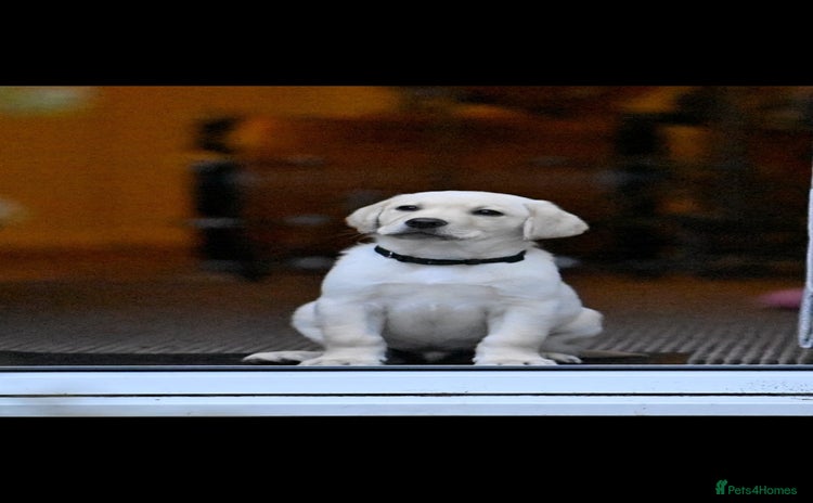 Labrador Retriever dogs - Advert 6