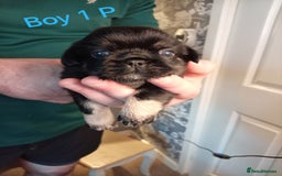 Mixed Breed dogs for sale: Pug x Shih Tzu Pug zu shih pug puppies - Image 11