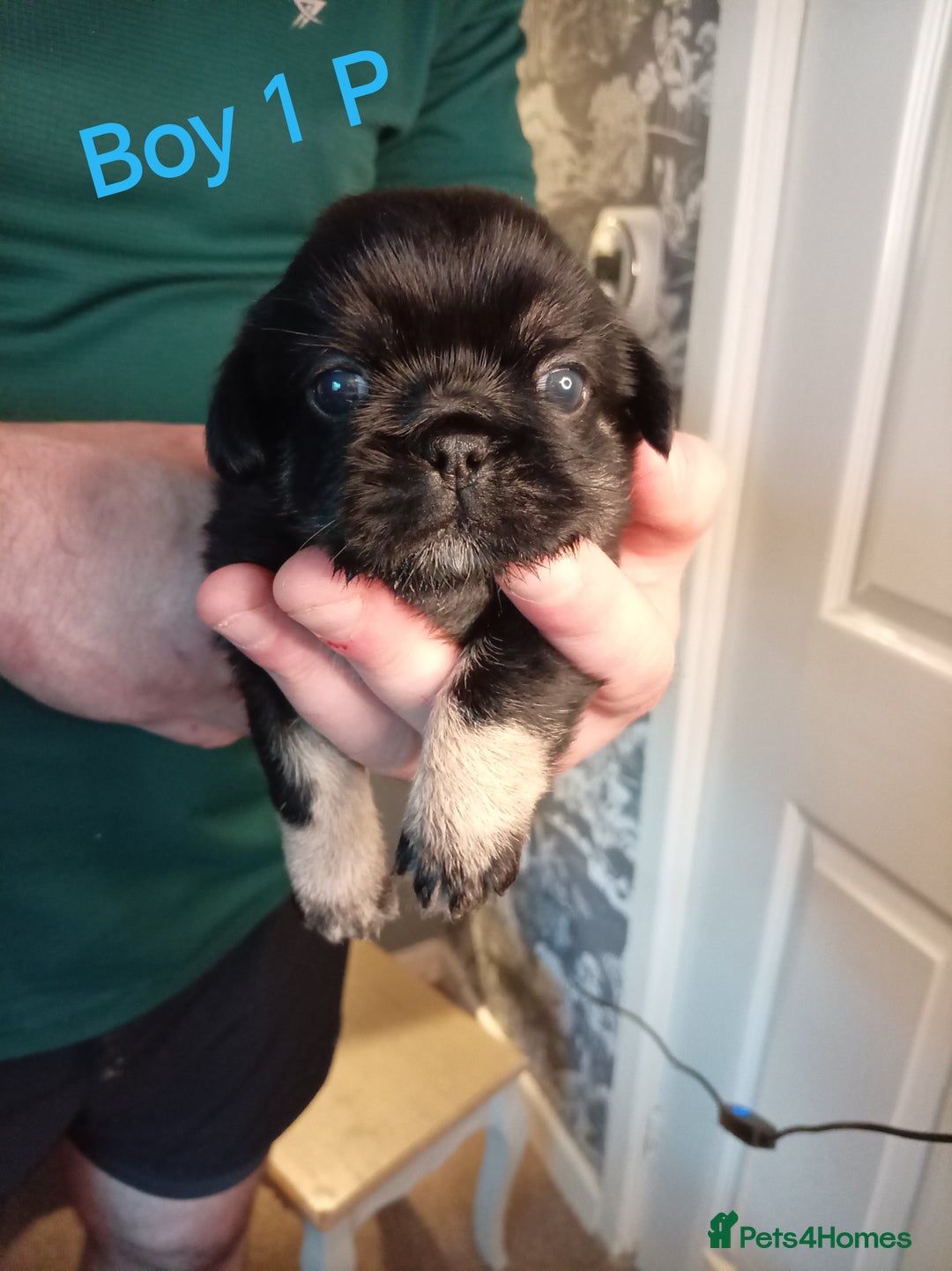 Mixed Breed dogs for sale: Pug x Shih Tzu Pug zu shih pug puppies - Image 11