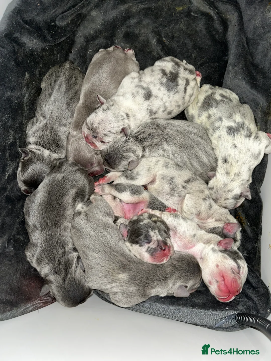 French Bulldog dogs for sale: Beautiful litter of 10 French bulldogs! - Advert 4