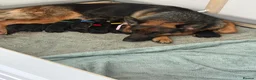 German Shepherd dogs for sale: 🐾Beautiful kc reg German shepherd pups 🐾 in Canvey Island - Advert 3