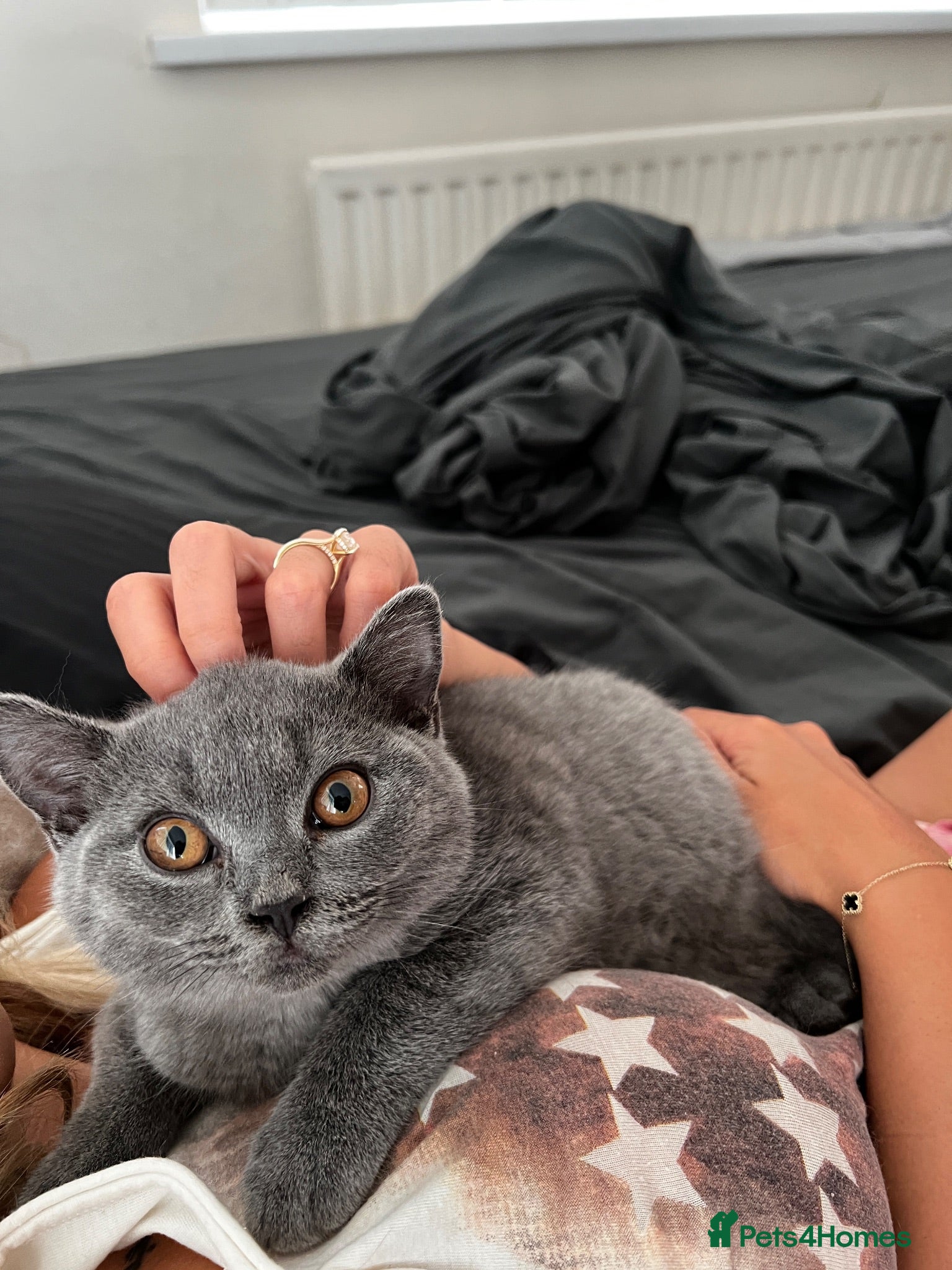 British Shorthair cats British shorthair blue boy - Advert 2