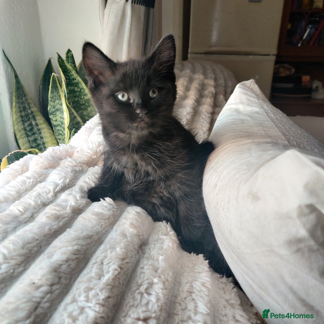 Domestic Shorthair cats for sale: Przecudowne dziewczynki - Advert 1