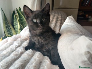 Domestic Shorthair cats Przecudowne dziewczynki - Advert 3