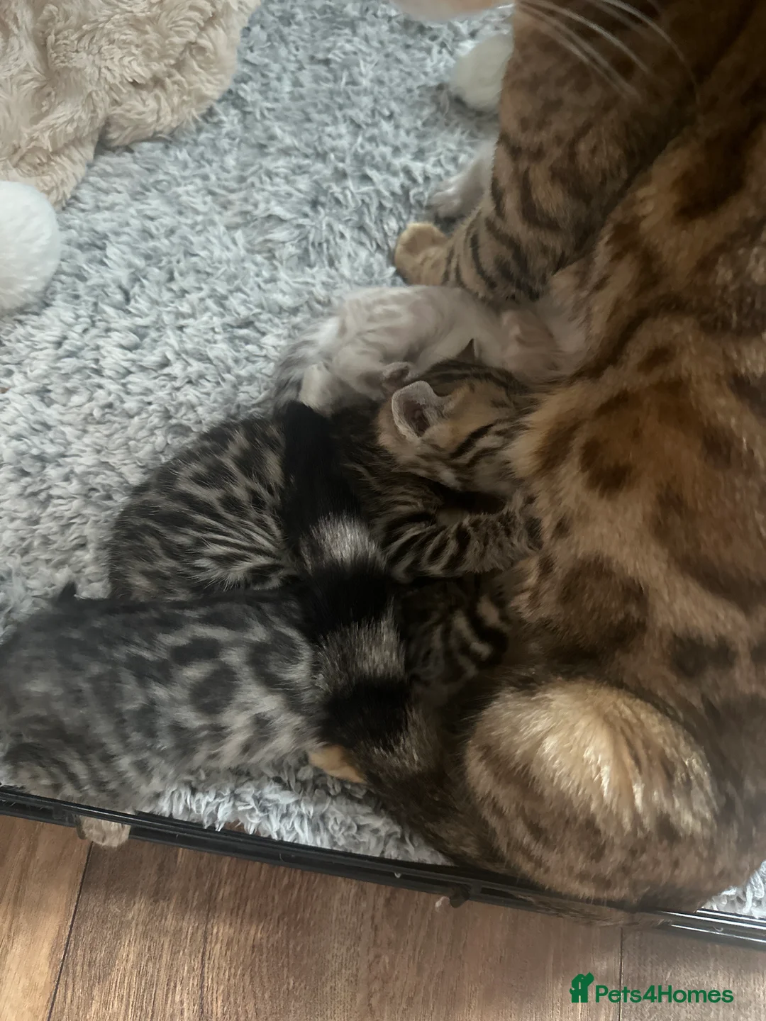 Mixed Breed cats for sale: Beautiful Bengal Ragdoll Mix Kittens for Sale - Advert 3