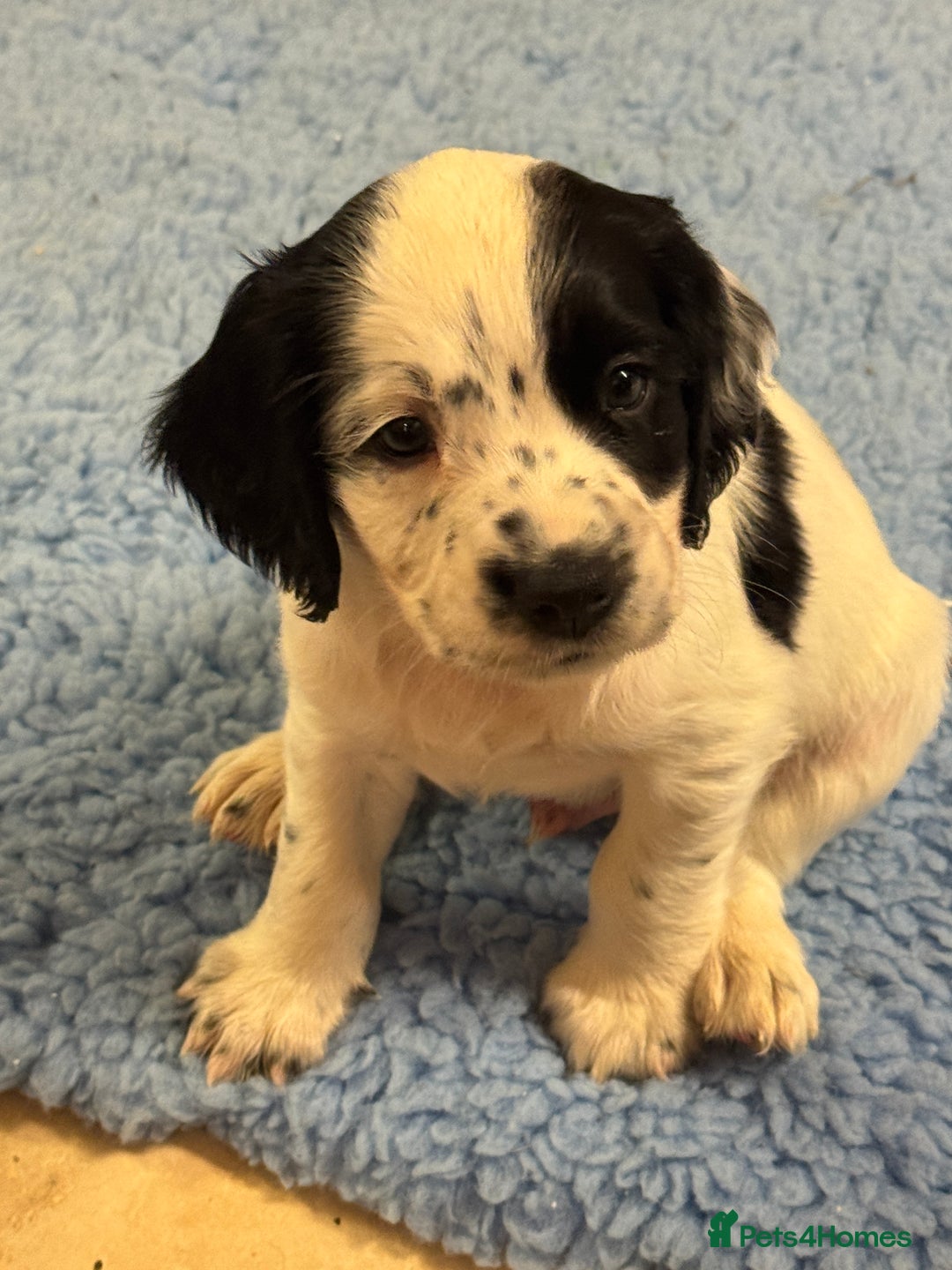 Sprocker dogs for sale: 4 Beautiful Boy Spaniels Left! - Advert 9