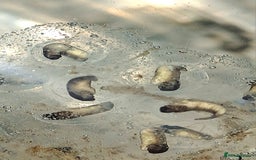 Axolotl reptiles for sale: Axolotls  - Image 18