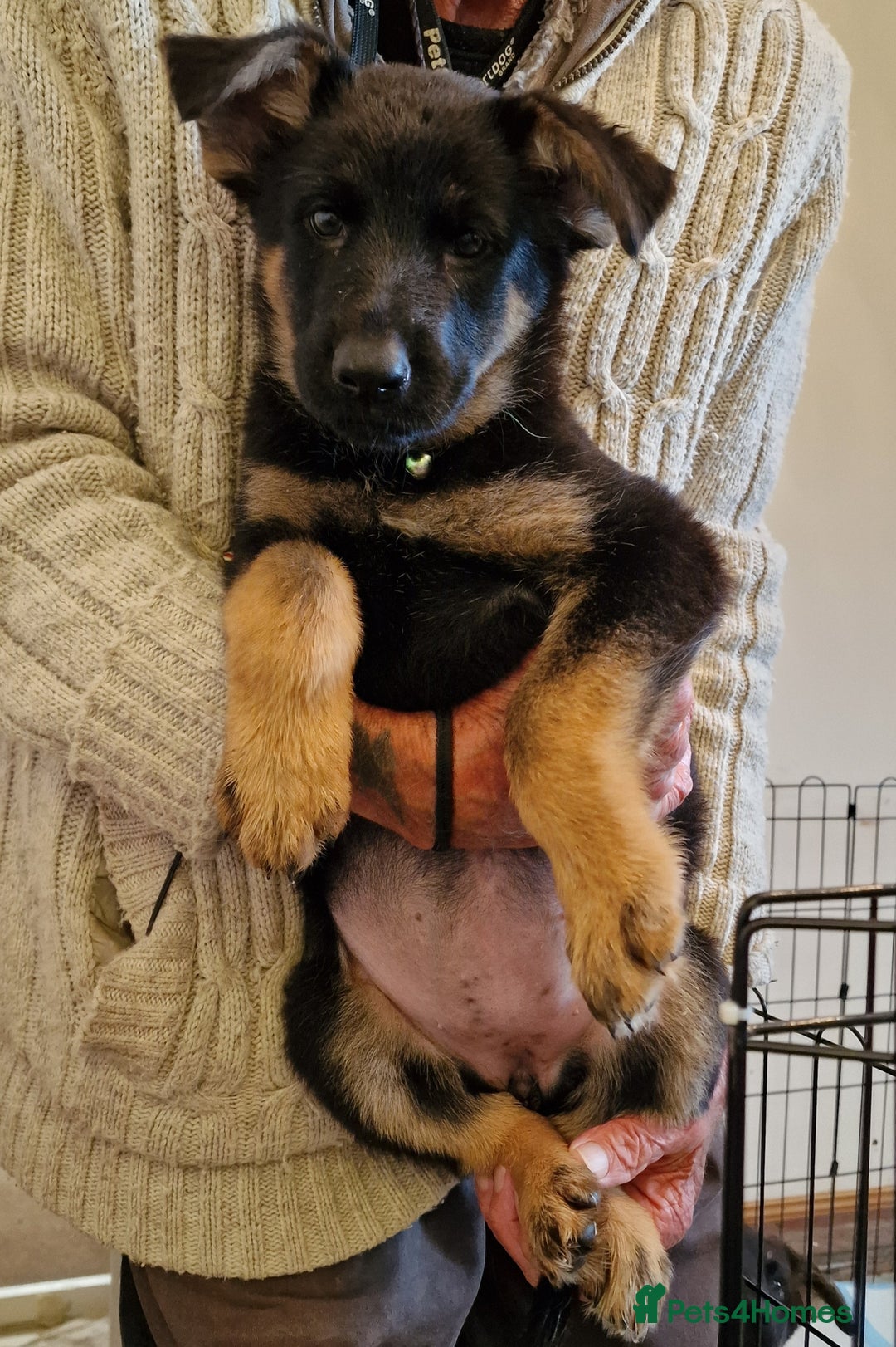 German Shepherd dogs for sale: German shepherd puppies KC reg - Image 2