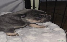 French Bulldog dogs for sale: Stunning litter of French bulldog puppies  - Image 9