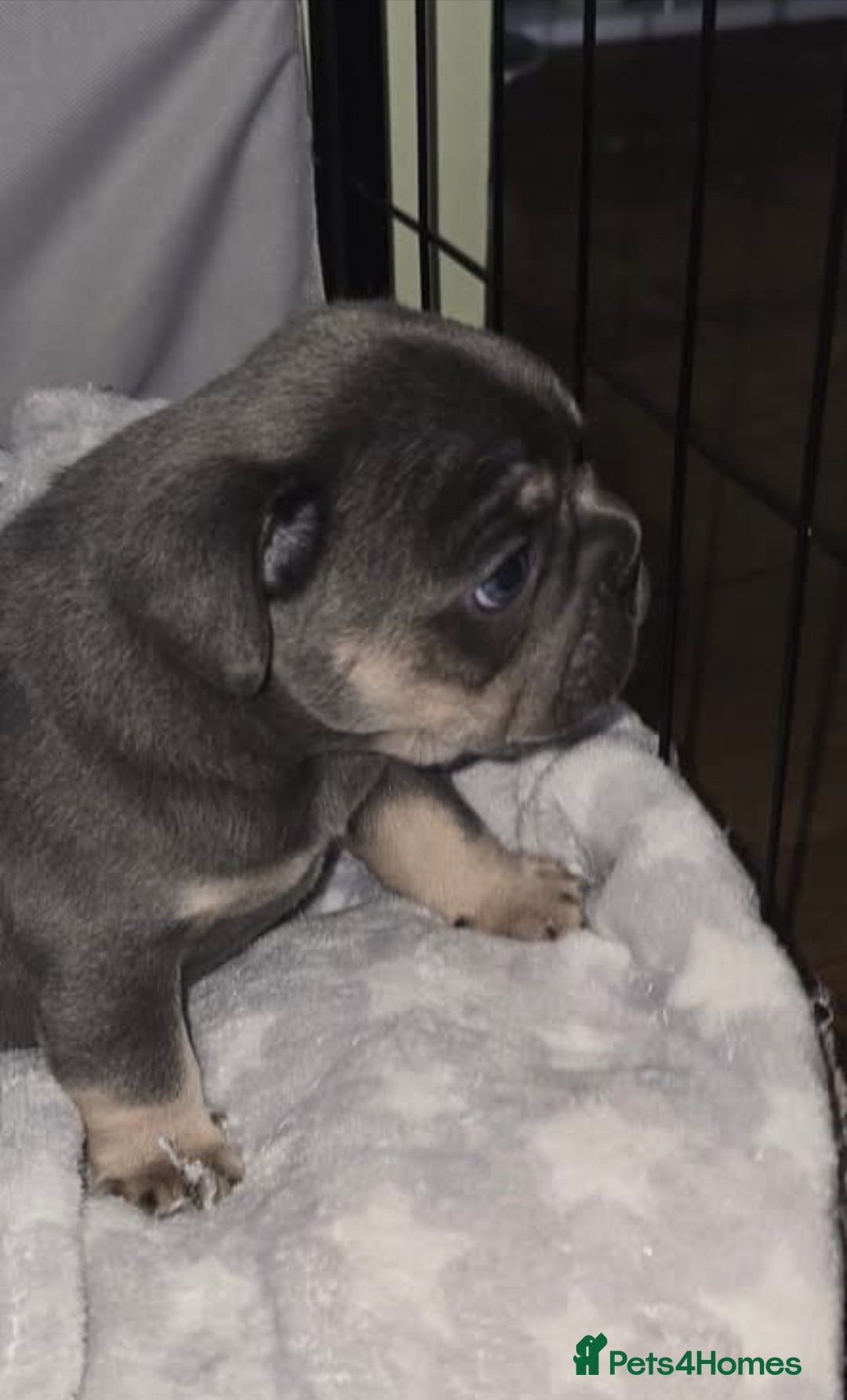 French Bulldog dogs for sale: Stunning litter of French bulldog puppies  - Image 9