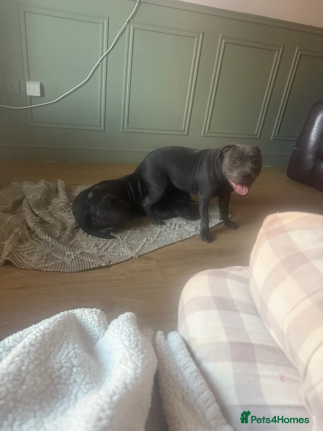 Staffordshire Bull Terrier dogs for sale: Amazing beautiful boy looking for a new home  - Advert 2