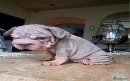 French Bulldog dogs for sale: Beautiful French bulldogs - Image 23