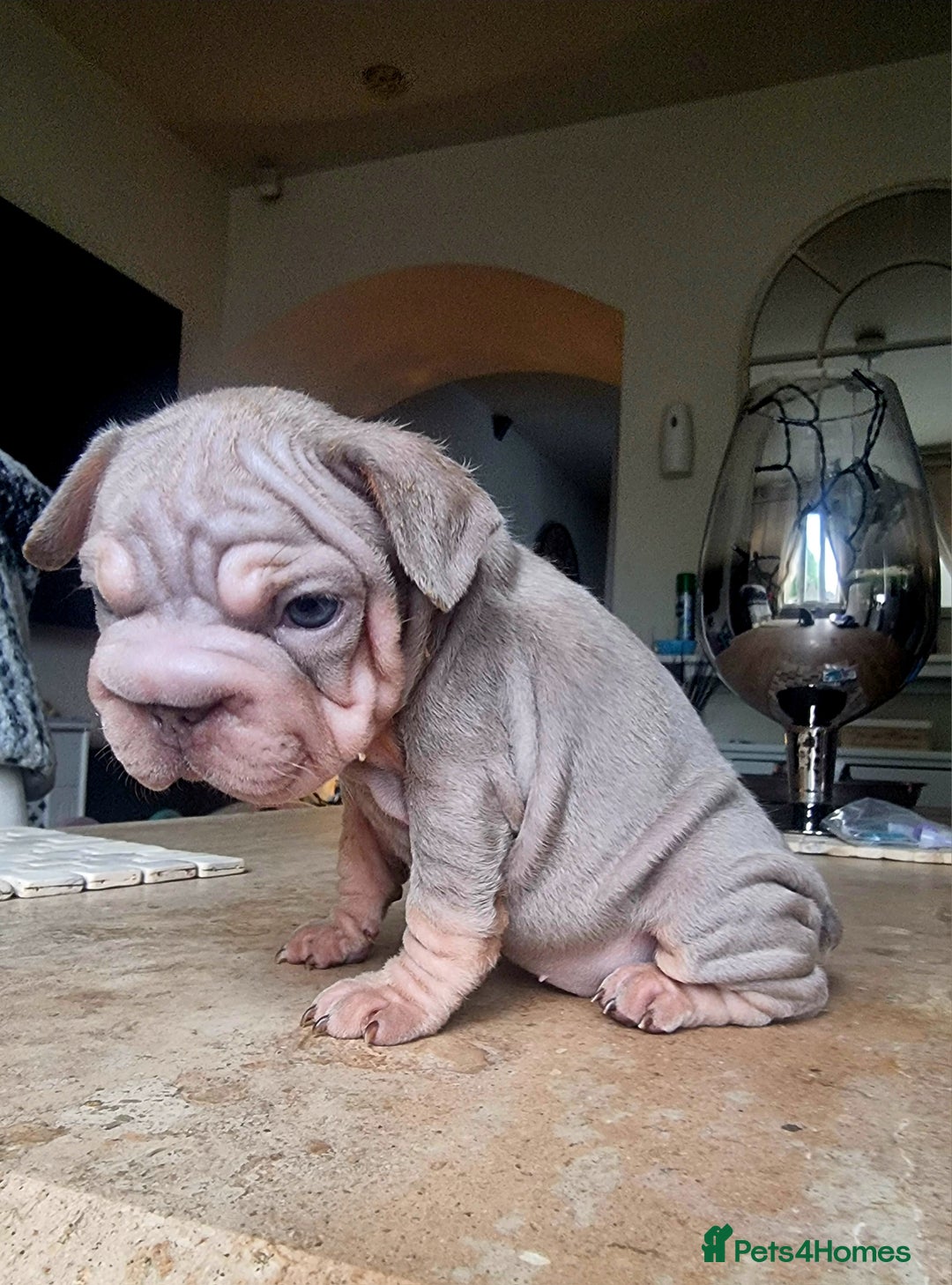 French Bulldog dogs for sale: Beautiful French bulldogs - Image 23