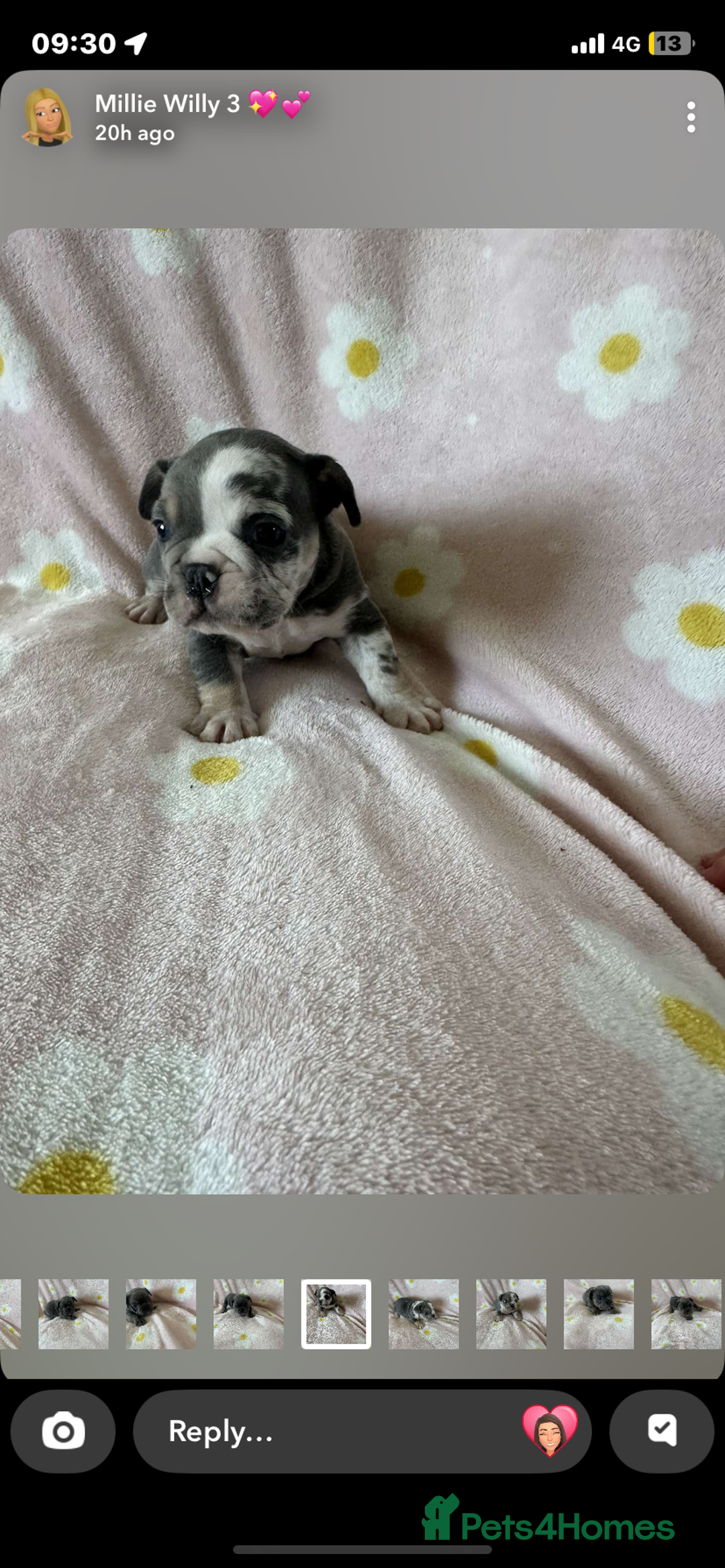 Mixed Breed dogs for sale: French bulldog cross British bulldog - Image 4