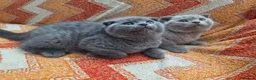 Scottish Fold cats for sale: 3 lovely Scotish Fold kittens  - Advert 1