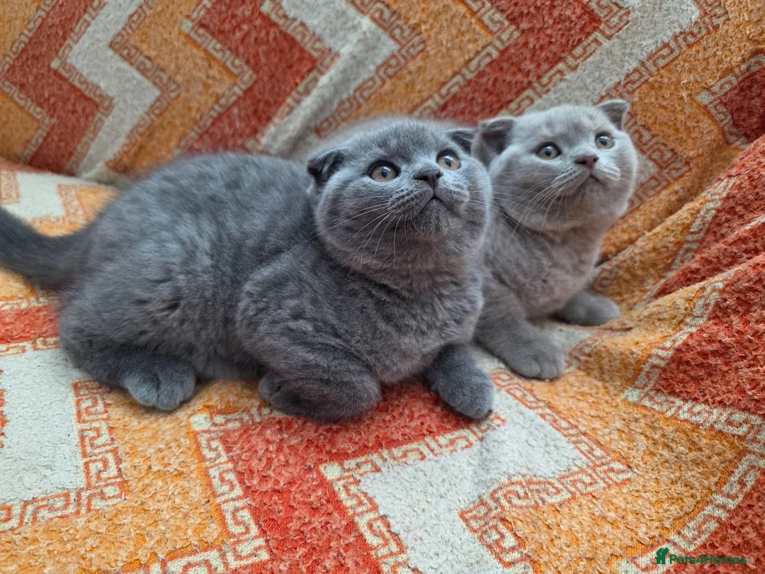 Scottish Fold cats for sale: 3 lovely Scotish Fold kittens  - Advert 1
