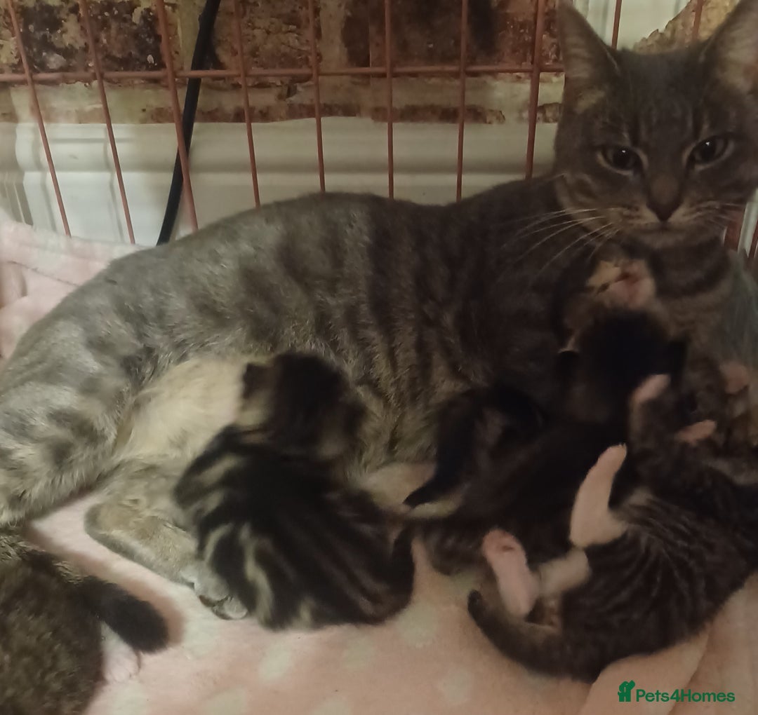 Bengal cats for sale: Gorgeous litter of half bengal babies - Advert 7