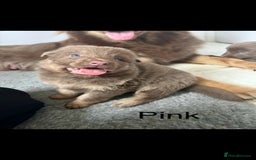 German Shepherd dogs for sale: Kc registered DNA Health tested gsd puppies - Image 12