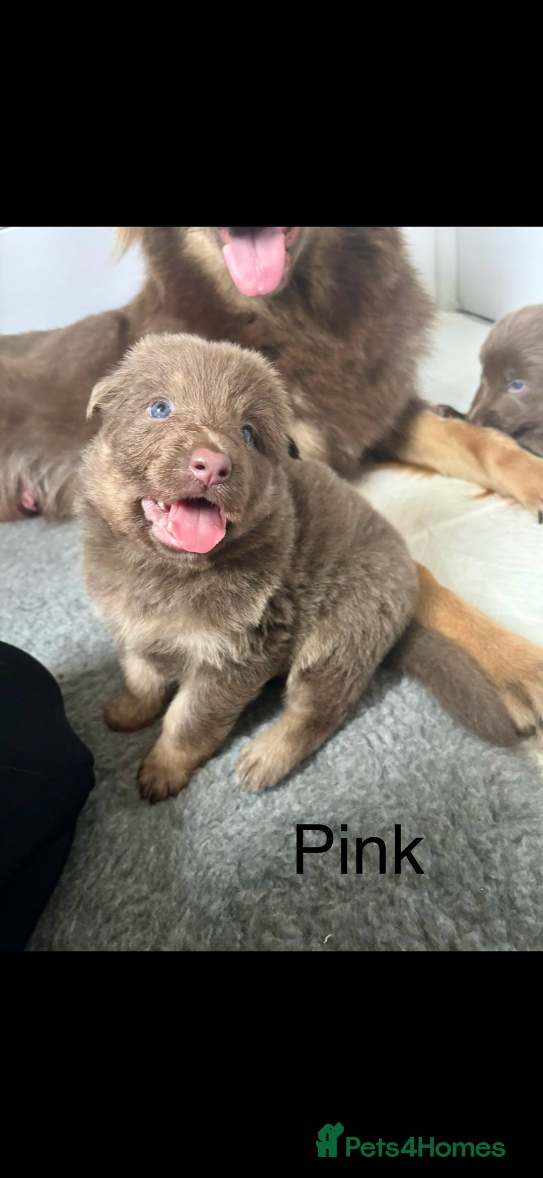 German Shepherd dogs for sale: Kc registered DNA Health tested gsd puppies - Image 12