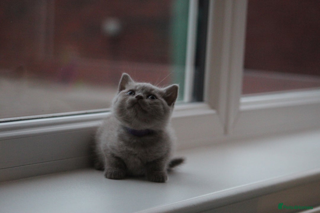 British Shorthair cats for sale: 🩶🐈🐾 Stunning BSH Kittens 🩶🐈🐾 - Image 23