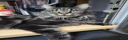 Maine Coon cats for sale: 🐾GCCF Retired Maine Coon Queen 🐾 - Advert 2