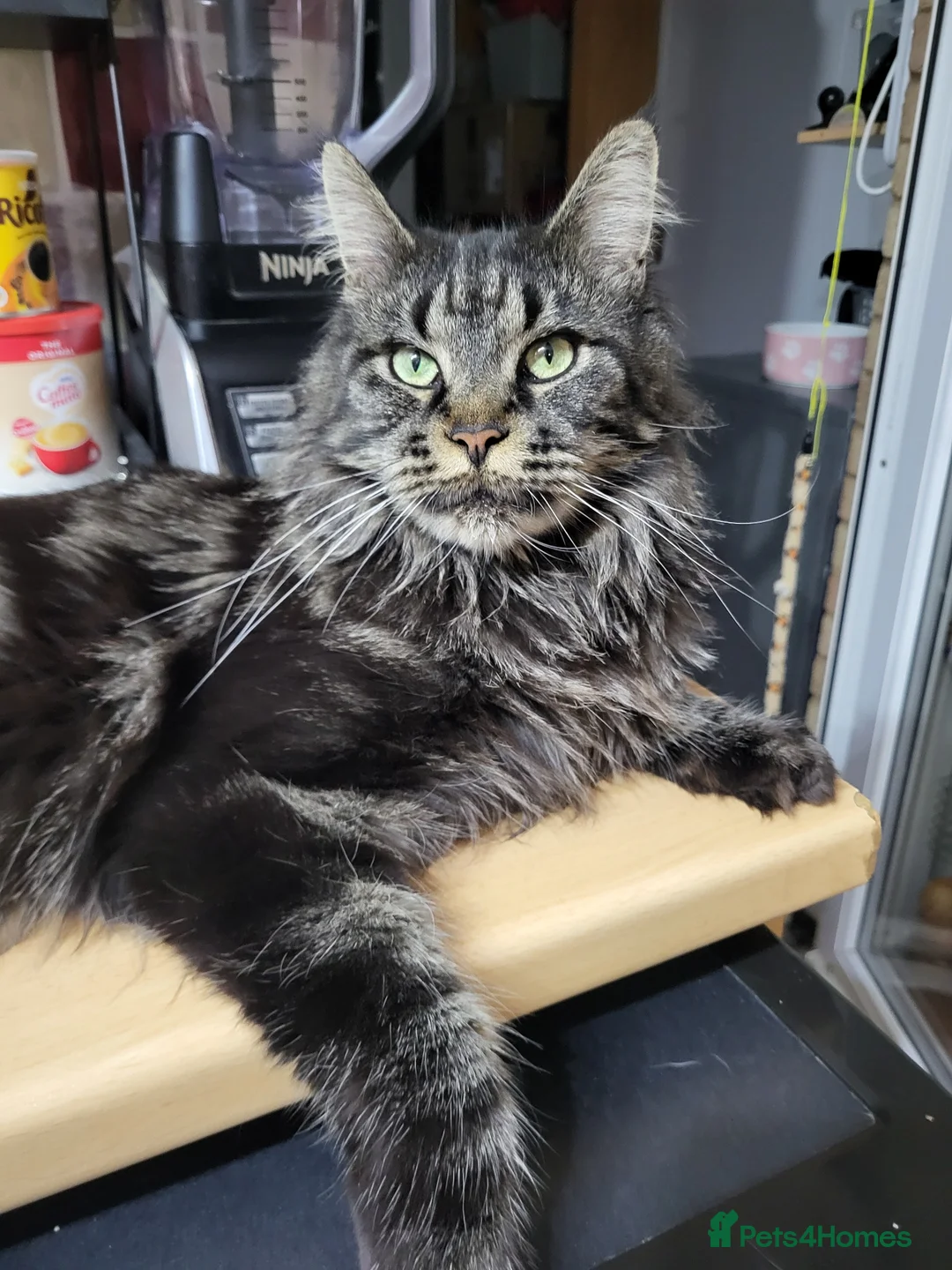 Maine Coon cats for sale: 🐾GCCF Retired Maine Coon Queen 🐾 - Advert 2