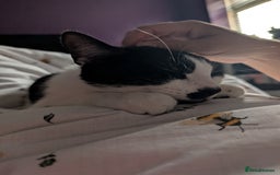 Domestic Shorthair cats for sale: 2 year old domestic shorthair  - Image 2