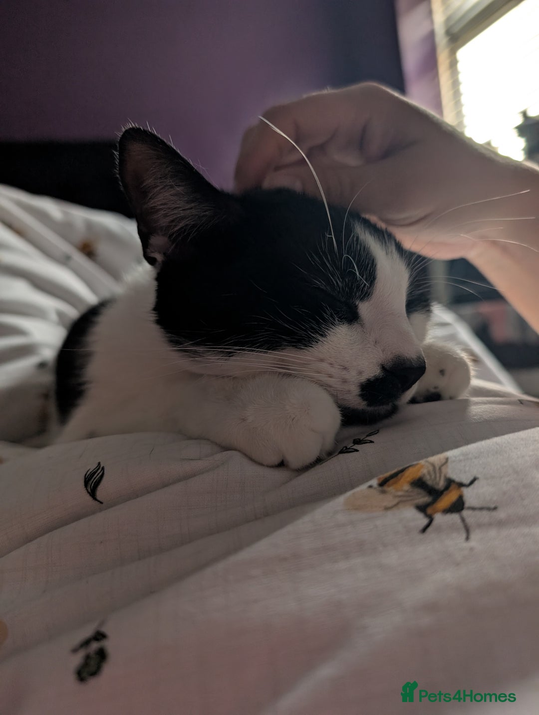 Domestic Shorthair cats for sale: 2 year old domestic shorthair  - Image 2