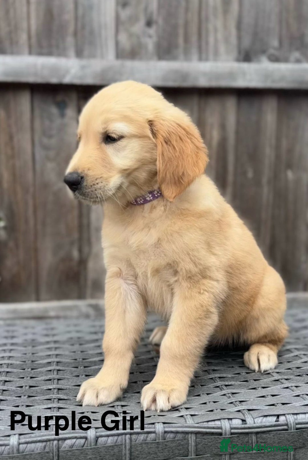 Golden Retriever dogs for sale: Beautiful Golden Retriever Puppies - Image 5