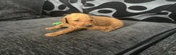 Mixed Breed dogs for sale: Outstanding litter of double doodles  - Advert 8