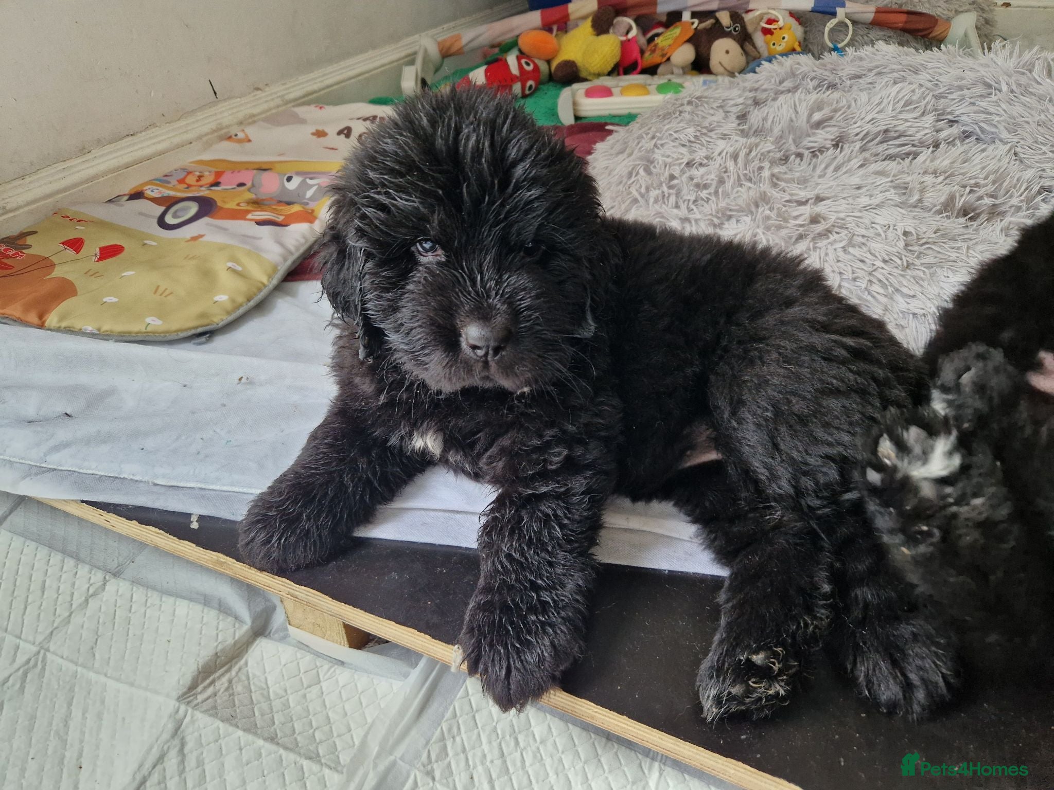 Newfoundland dogs KC Registered Black Newfoundland Puppies  - Advert 2