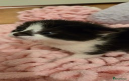Mixed Breed cats for sale: Pretty black and white fluffy kittens - Image 9