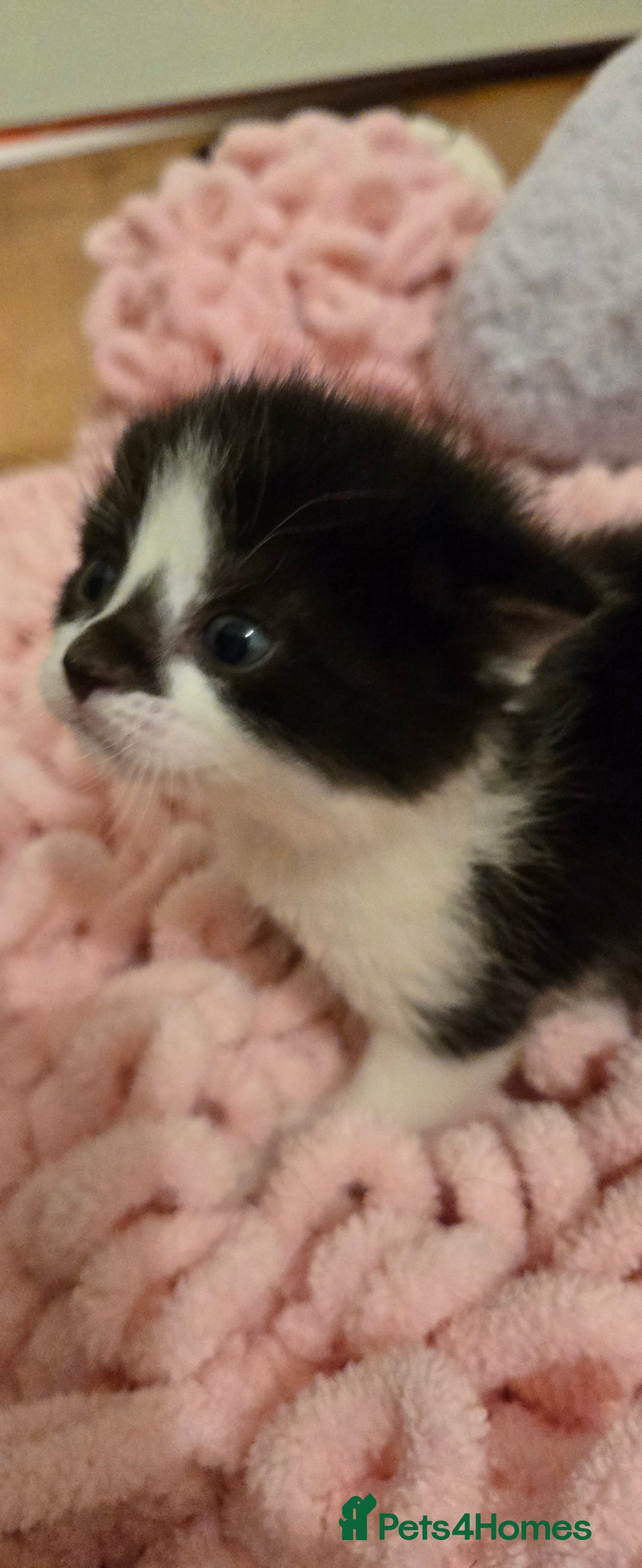 Mixed Breed cats for sale: Pretty black and white fluffy kittens - Image 9