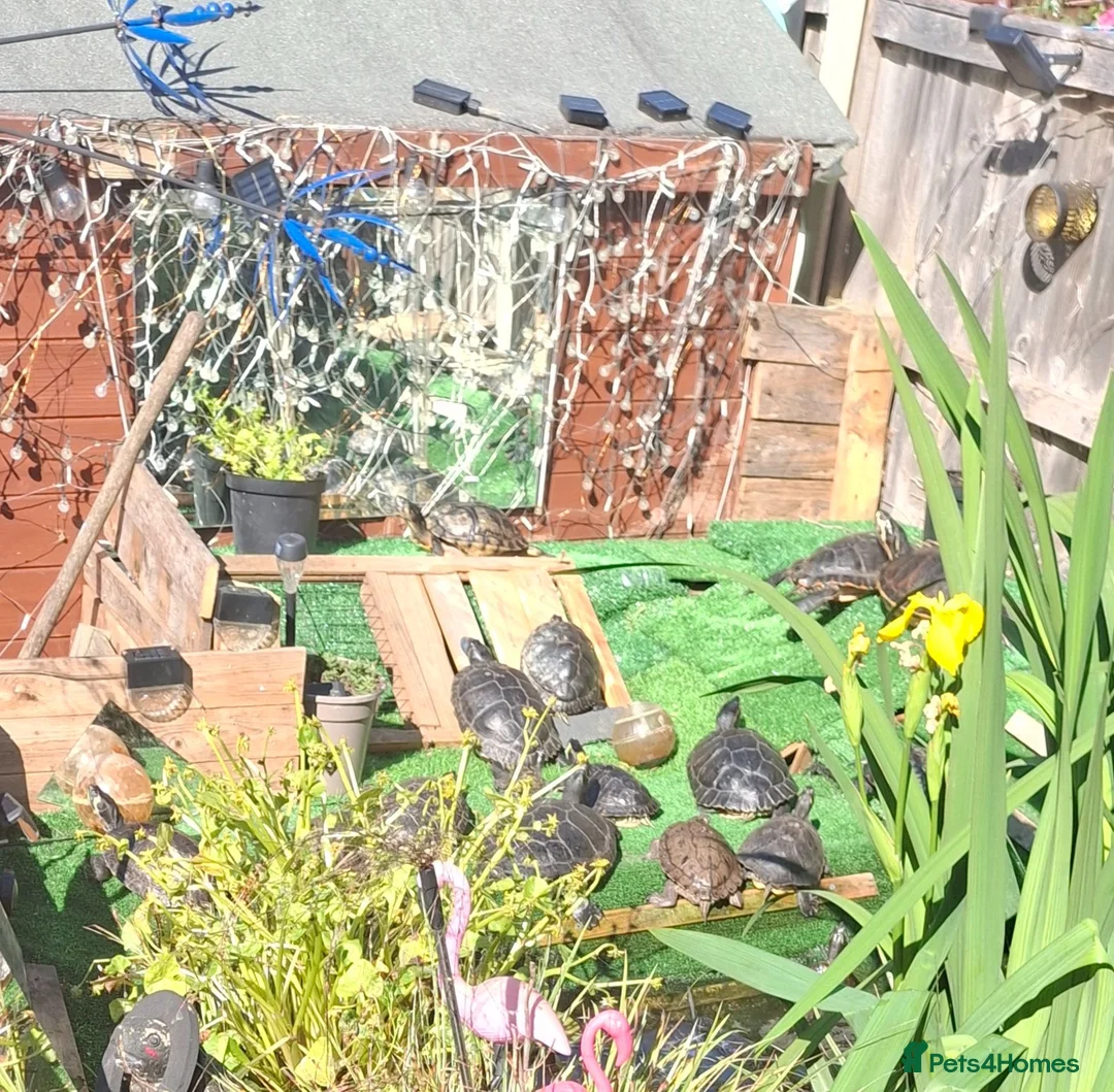 Terrapin reptiles for sale: Terrapin and turtle resue - Advert 4