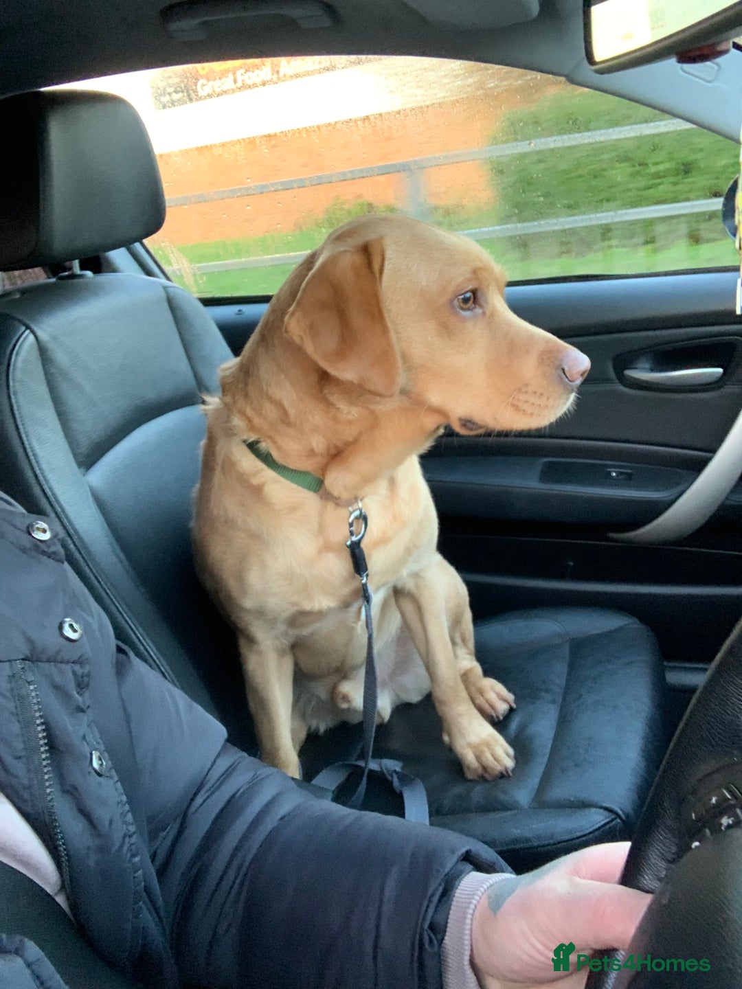 Labrador Retriever dogs for sale: My Boy Lenny - Labrador  - Image 34
