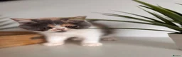 Exotic cats for sale: Exotic Persians  - Advert 15