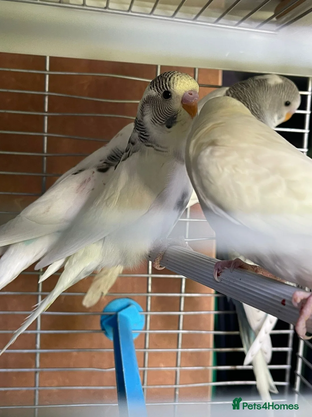 Budgerigars birds for sale: Baby budgies for sale  - Advert 14